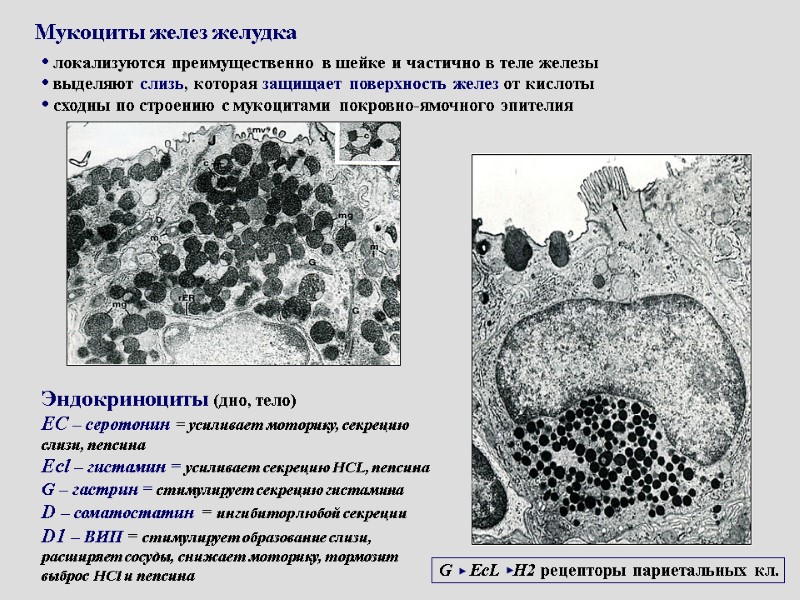 Мукоциты желез желудка  локализуются преимущественно в шейке и частично в теле железы 